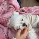 다녀오개습니다 이미지