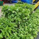 돌담집펜션 이미지