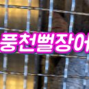 풍천뻘장어 이미지