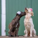 청라호수동물메디컬센터 이미지