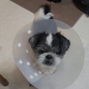 토론토 동물병원 이미지