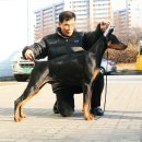 골드애견 이미지