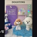 개스팅 | (수원, 강아지, 고양이, 애견미용, 추천!) 개스팅 수원 개스팅, 친절한 미용 서비스