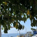 해운대블루라인(주)청사포정거장 | [부산 여행] 해운대블루라인파크 청사포정거장 예약, 주차장, 후기