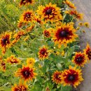 루드베키아 이미지