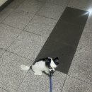 스누피부과의원 이미지