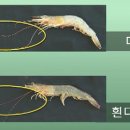 대하 이미지