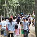 담양대나무축제 이미지