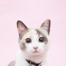 CAT 이미지