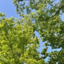 말탕개미공원 이미지