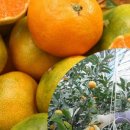 제주하우스 이미지