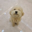 베르펫살롱 이미지