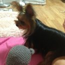 수현 엔터프라이즈 | 삼순이가 처음 맛본 소간육포의 맛 -Nature's Gift