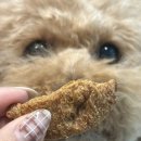 견슐랭 | 민감한 강아지도 안심하고 먹는 견슐랭 콩고기 간식, 강아지비건간식 3종 후기