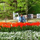 선린대학교 튜울립 꽃 축제!!! 이미지