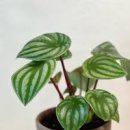 페페로미아 이미지