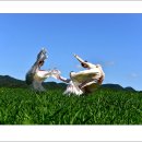 청보리축제장 이미지