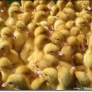 태호농장 이미지