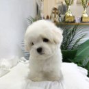 마리켄넬 | 일산,파주애견분양 귀여운 꼬숑입양 꼬숑드툴레아분양은 마리켄넬