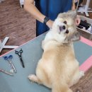 원애견샵 이미지