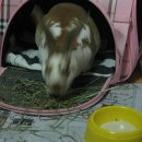 도톨그루밍 이미지