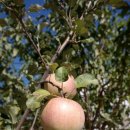 경도가축인공수정소 | 사과나무꽃/사과나무 재배법