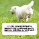 눈이튼튼 동물병원 이미지