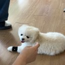 댕댕댕 | 미래엔과 함께하는 창체 수업 &lt;학교종이 댕댕댕&gt; 참여 후기