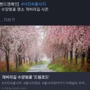 남지 갤버리길.대전자운대목련.안성 살구나무 이미지
