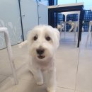 스퀘어독스 펫 이미지