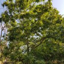 구재봉자두중서 이미지