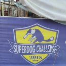 윤선생 애견훈련소 이미지