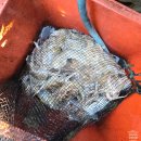 복용낚시터 | 2025년 오천항 쭈갑 출조 오천항 발키리 쭈꾸미 선상낚시