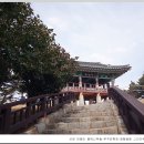 국보쭈꾸미 | [260322 당버여]<서천 마량리 동백나무숲-쭈꾸미축제-장항송림 스카이웨이-예산 추사 고택>