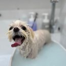 와니살롱 이미지