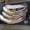 신안바다장어 이미지