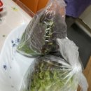 마구잡이회수산