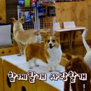 함께할개사랑할개 이미지