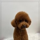 그루밍 멍 이미지