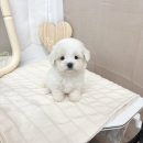 블랑드퍼피켄넬 | 오산강아지분양 꼬숑분양 다 둘러보고 마지막에 선택한 까닭