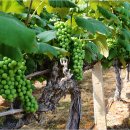 송산동로 이미지