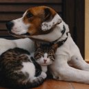 강아지와 고양이 이미지