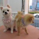 망고&체리 애견샵 이미지