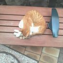 구로역 애경백화점 뒤편 공원에서 코숏아이 제발 찾아가주세요 ㅜ.ㅜ 이미지