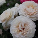 에크루(ECRU) 이미지