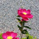 한강메디칼코리아 이미지