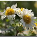 박희용 농장 Daum카페