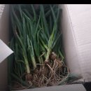 경숙농장 | 삼동파 주아 판매 종료 안내 &amp; 가을 삼동파 준비 소식🌱