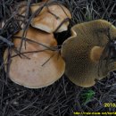 솔버섯(황소비단그물버섯) 이미지