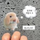 우미네일